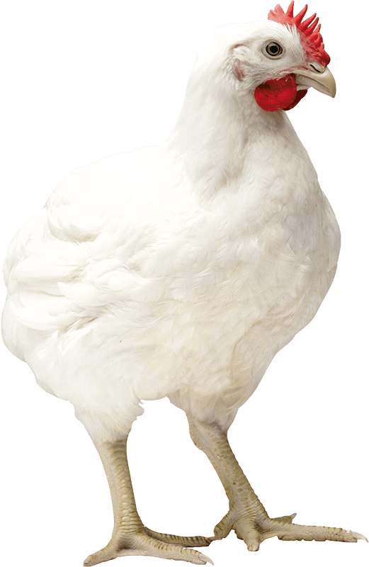🥇 Pollos Cobb 500 | La Genética de Engorde más Eficiente