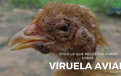 ➤ Todo sobre la Viruela Aviar en Aves de Corral [Diagnóstico y Tratamiento]