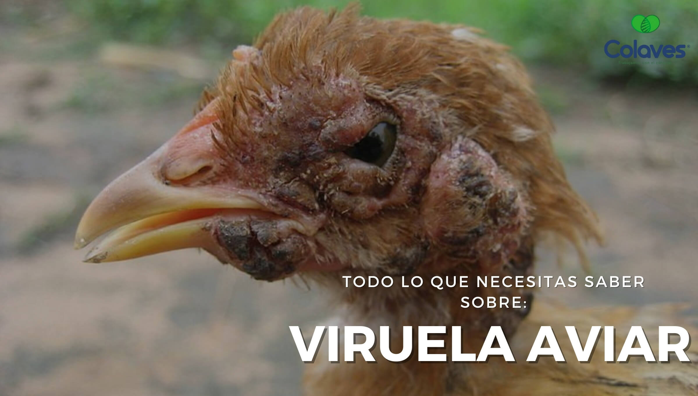 ➤ Todo sobre la Viruela Aviar [Diagnóstico y Tratamiento]