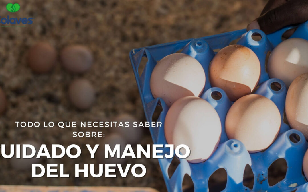 ➤ Importancia, Cuidado y Manejo de los Huevos en Granjas