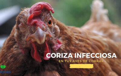 ➤ Coriza Infecciosa en Aves de Corral