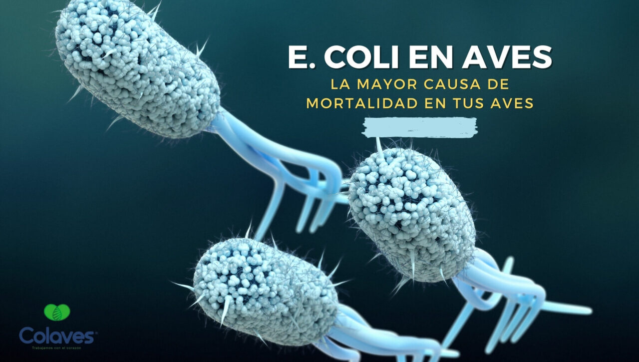 Bacteria E Coli la Mayor Causa de Mortalidad en el Mundo