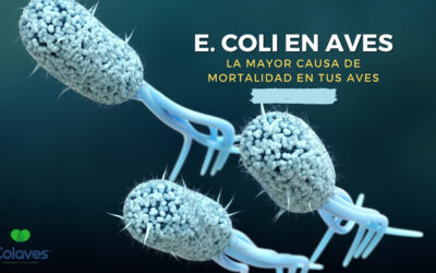 ➤ Bacteria E. Coli | La Mayor Causa de Mortalidad en el Mundo.