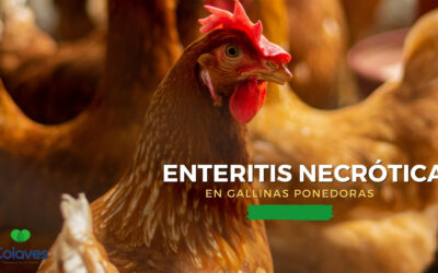 ➤ Enteritis Necrótica en Aves de Corral