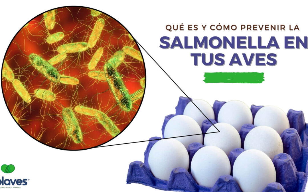 ➤ Salmonella | ¿Qué es y Cómo Prevenirla en Tus Aves?