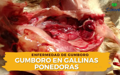 ➤ Gumboro Enfermedad Infecciosa en Gallinas Ponedoras